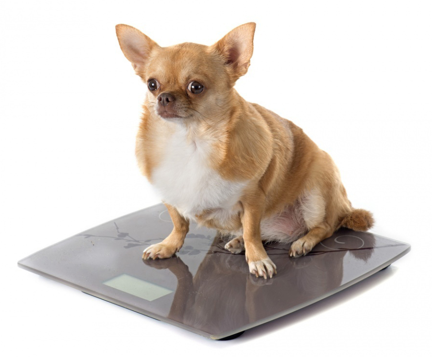 Каков вес взрослой собаки (средние нормы)