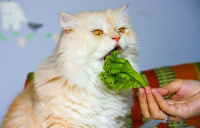 Овощи в составе сухих кормов для кошек