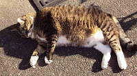 Ожирение у кошек и котов: признаки, лечение и диета