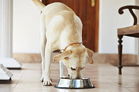 Как кормить кастрированную собаку?