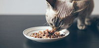 кошка ест влажный корм