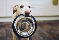 О выборе аксессуаров для кормления собак