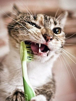 Как часто требуется чистить зубы кошке? 