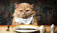 Плохой аппетит у кошки — признаки, причины, лечение