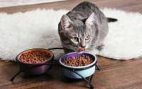 Лечебное питание кошки