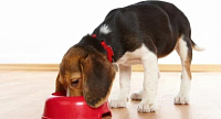 Лечебное питание при проблемах с пищеварением у собак