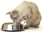 Если кошка играет с едой