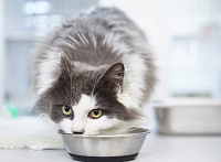 Лечебное питание для кошек