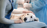 Лечение заболеваний ЖКТ собак