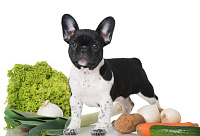 Овощи для собак: какие полезны