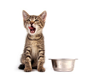 Кормление кошки: периодичность и выбор корма