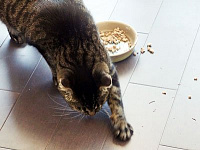 Кошка пытается закопать миску с едой: для чего она это делает?