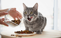 Чем кормить кота