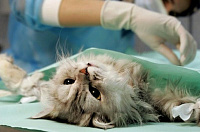 Кастрация кота: особенности процедуры