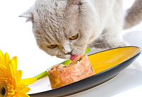 Как кормить влажным влажным кормом кошку?