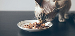 кошка ест паучи