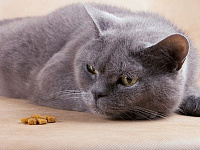 Почему кошка отказывается есть после стерилизации?