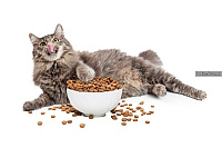 Проплан – универсальное питание для кошек и собак