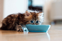Переводим котенка с детского питания на обычное