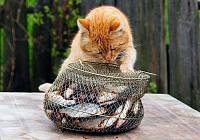 Полезна ли рыба для кошки?