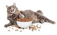 Pro Plan Delicate Optirenal: корм для кошек с чувствительным пищеварением