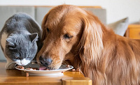 Кошка и собака ест