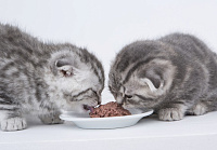 Чем кормить шотландских котят?