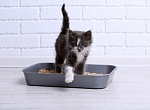 Товары для гигиены: наполнители для кошачьего туалета N1